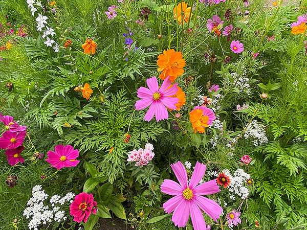 Monarch Butterfly Flowers