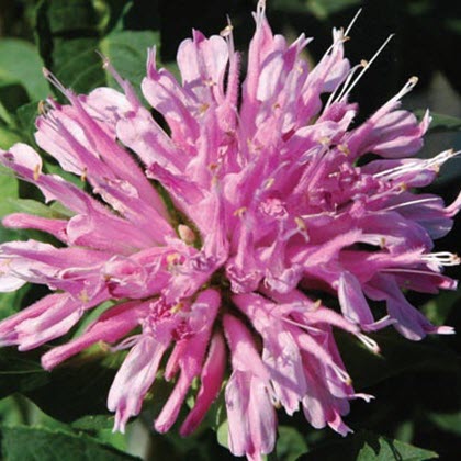 Monarda Grand Mum Bee Balm 3.5" Pot