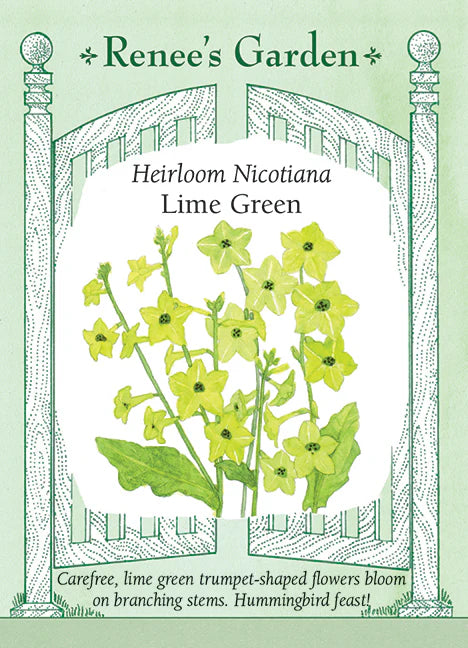 Nicotiana Lime Green