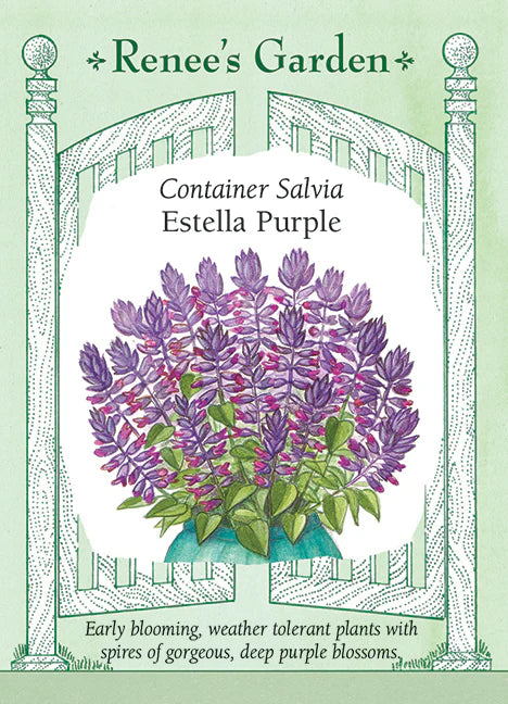 Salvia Estrella Purple