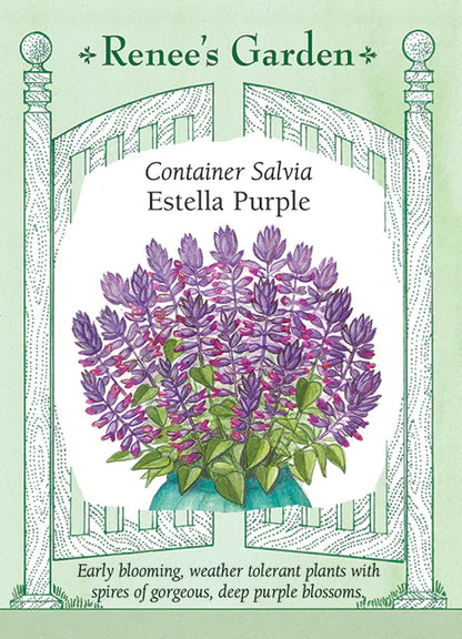 Salvia Estrella Purple