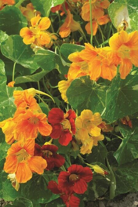 Nasturtium Out of Africa OSC Seed