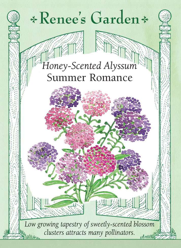 Alyssum Summer Romance
