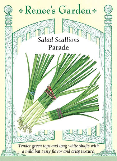 Scallions Salad Parade