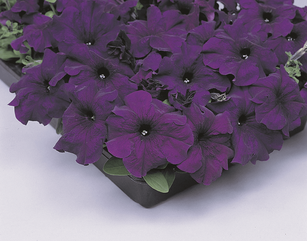 Petunia Cascade Blue OSC Seed