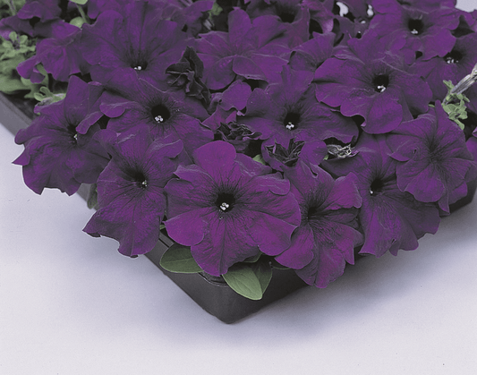 Petunia Cascade Blue OSC Seed