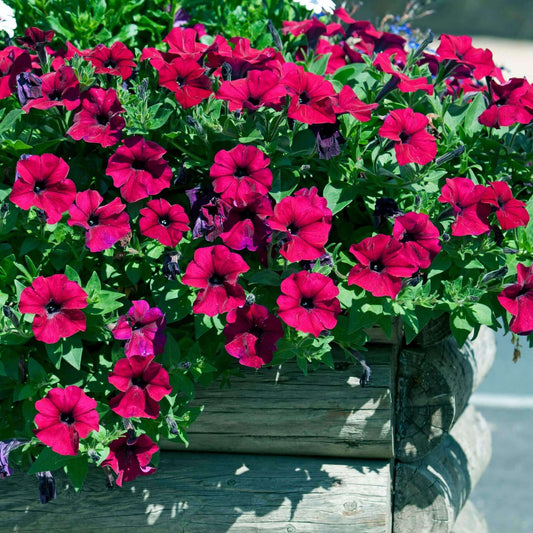 Petunia Cascade Burgundy OSC Seed