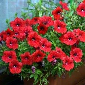 Petunia Cascade Red OSC Seed