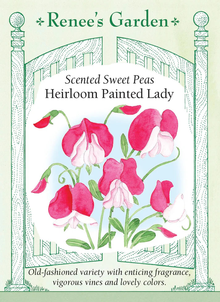 Sweet Pea Heirloom Painted Lady