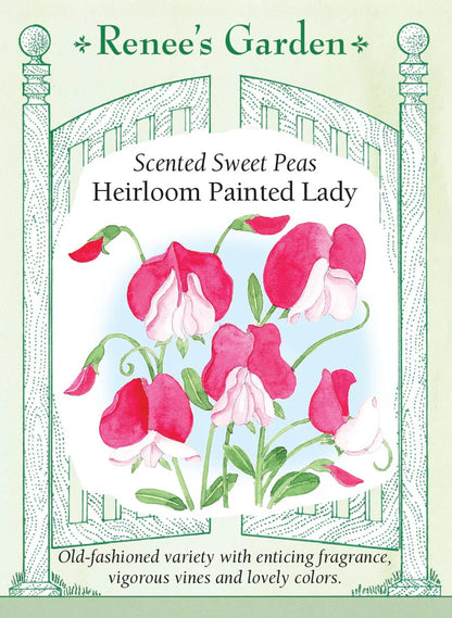 Sweet Pea Heirloom Painted Lady