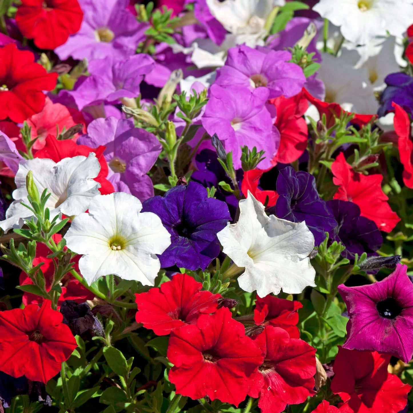 Petunia Cascade Mixed OSC Seed