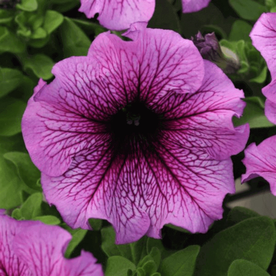 Petunia Sugar Daddy Hybird OSC Seed