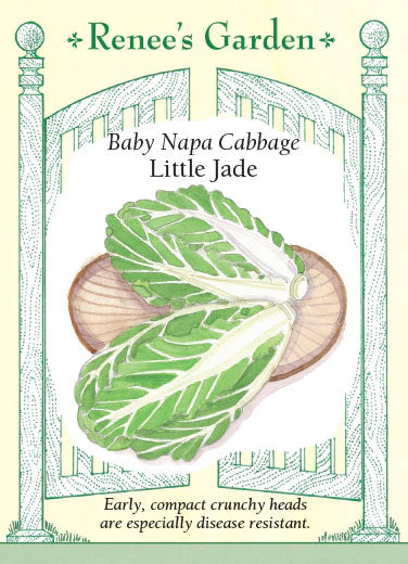 Cabbage Napa Little Jade