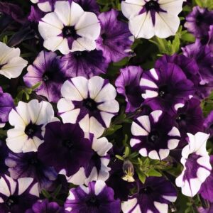 Petunia Shock Wave Purple Tie Dye OSC Seed