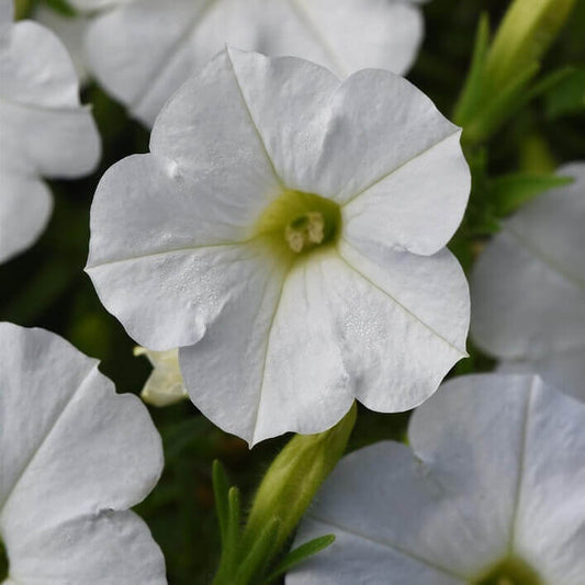 Petunia Shock Wave White OSC Seed