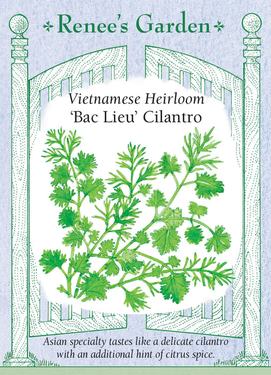 Cilantro Vietnamese Bac Lieu