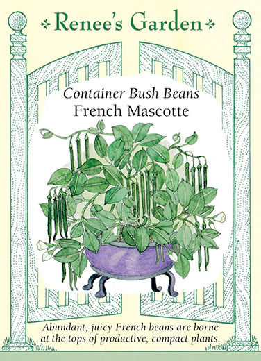 Bean Bush French Mascotte