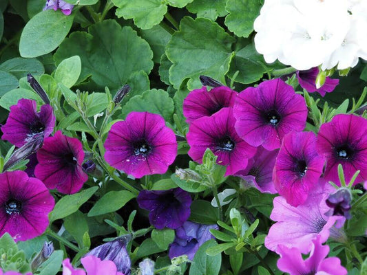 Petunia Wave Lavender OSC Seed