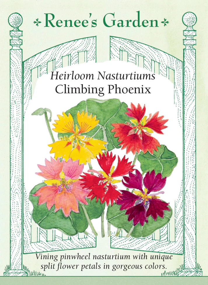 Nasturtium Climbing Phoenix