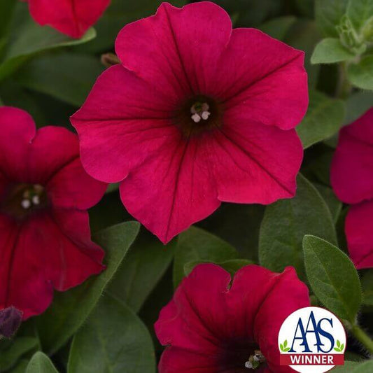 Petunia Wave Carmine Velour OSC Seed