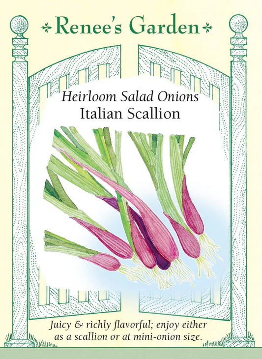 Onion Scallions Heirloom Italian