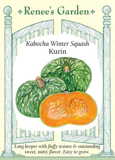 Squash Kabocha Winter Kurin