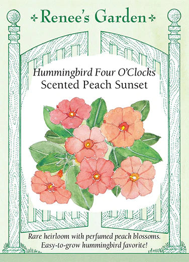 Four O'Clocks Scented Peach Sunset