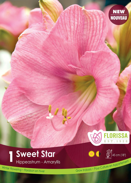 Amaryllis Bulb Sweet Star 34cm