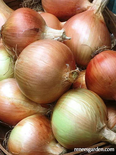 Onion Golden Sweet Spanish