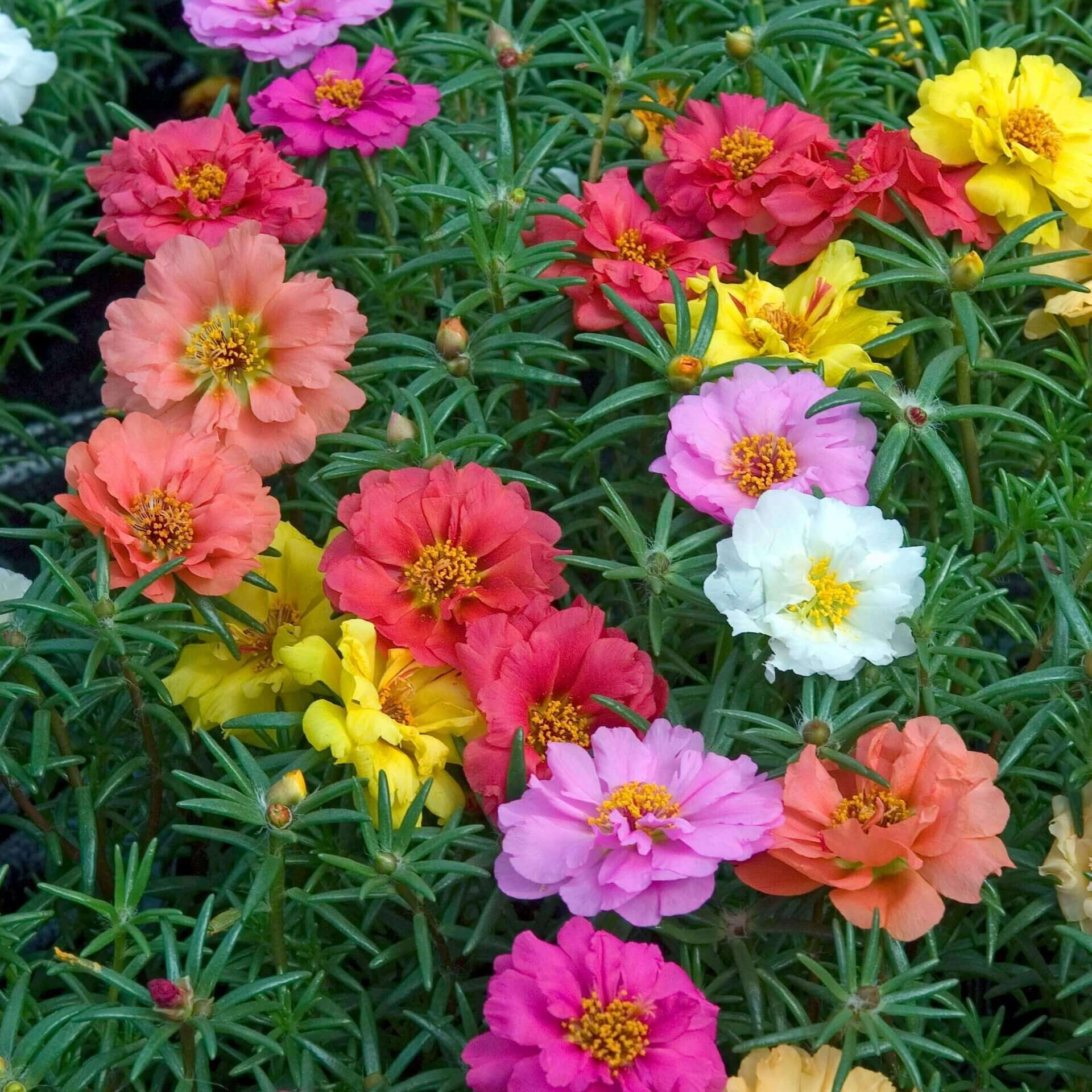 Portulaca Double Mixed OSC Seed – Garden Girl