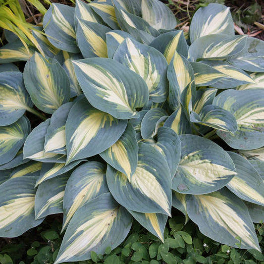 Hosta High Society 1G