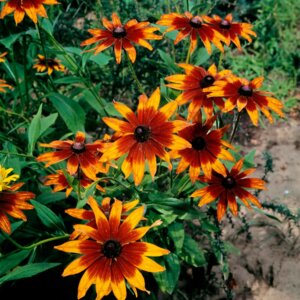 Rudbeckia Chocolate Orange Mixed OSC Seed