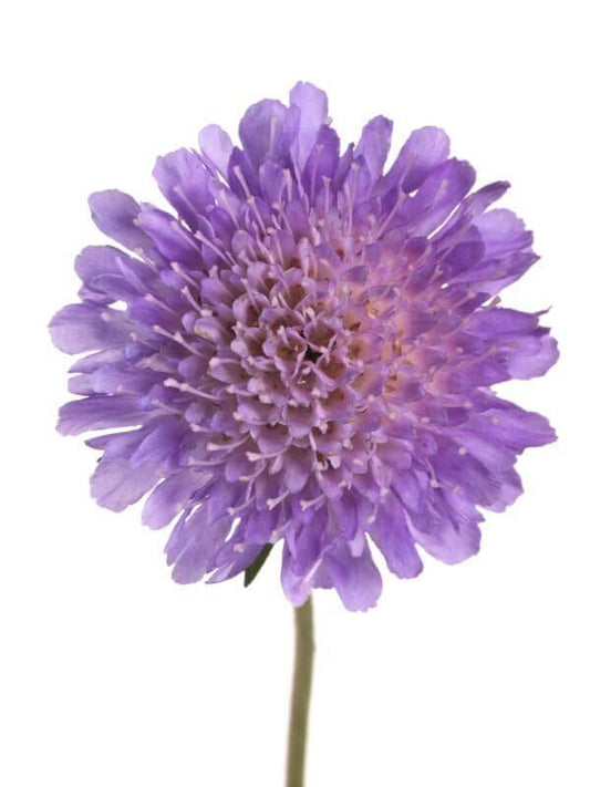 Scabiosa Imperial Giants OSC Seed