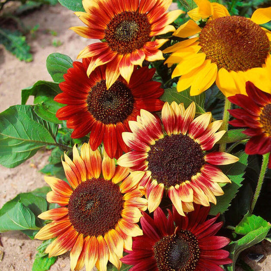 Sunflower Colour Fashion Mixed OSC Seed