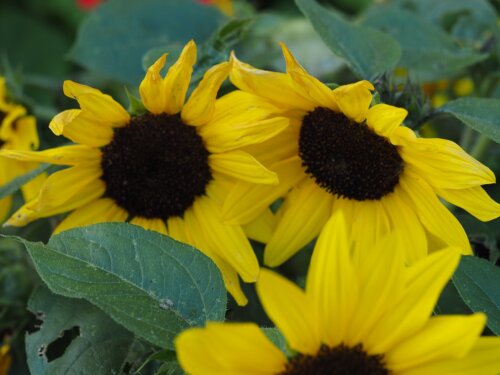 Sunflower Suntastic Yellow and Black OSC Seed