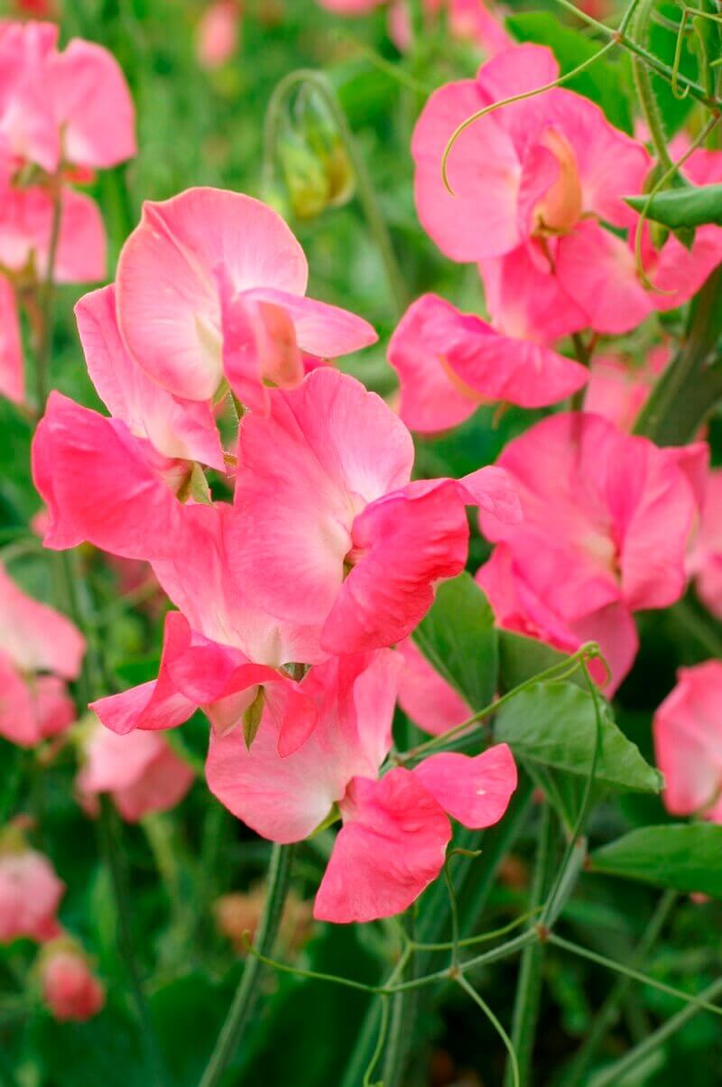 Sweet Peas Royal Pink OSC Seed