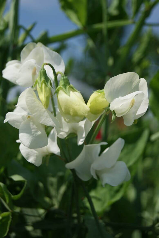 Sweet Peas Royal White OSC Seed