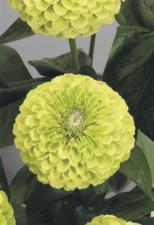 Zinnia Giant Lime OSC Seed