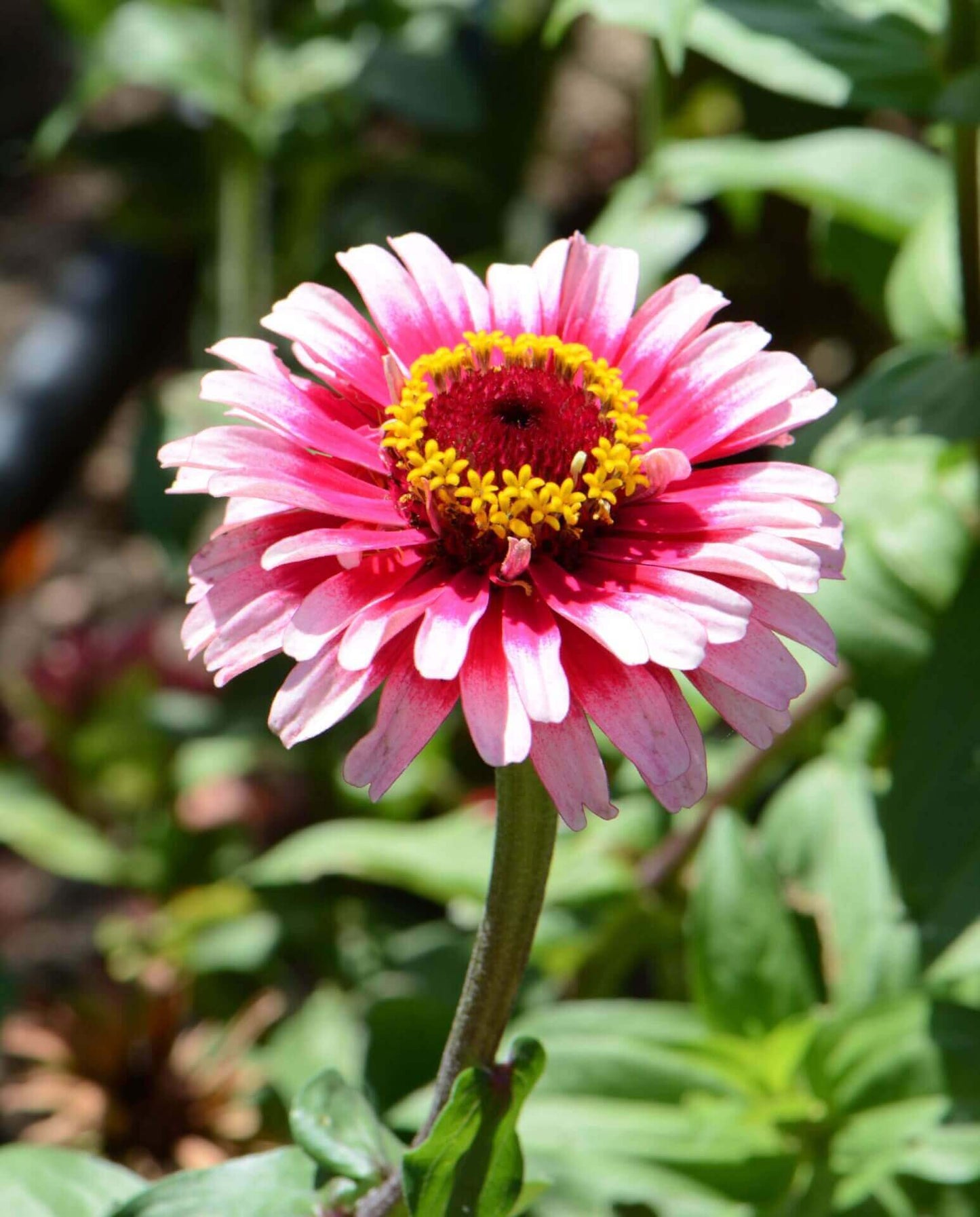 Zinnia Ice Queen OSC Seed