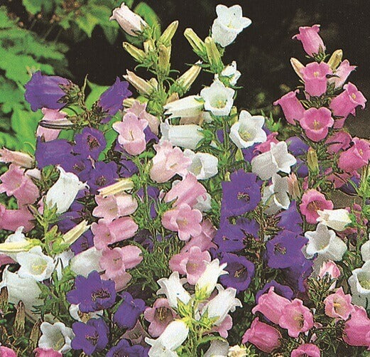 Canterbury Bells  OSC Seed