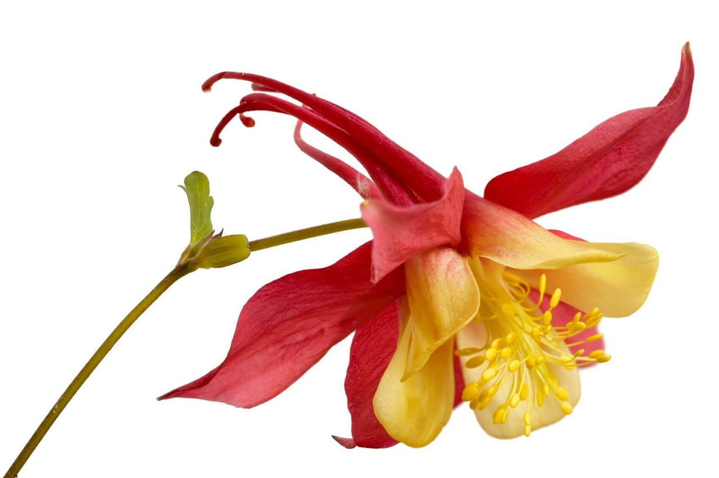 Columbine Mckana Giants OSC Seed