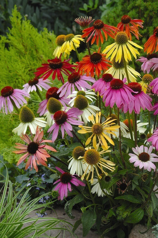 Coneflower Paradiso All Colour Blend OSC Seed