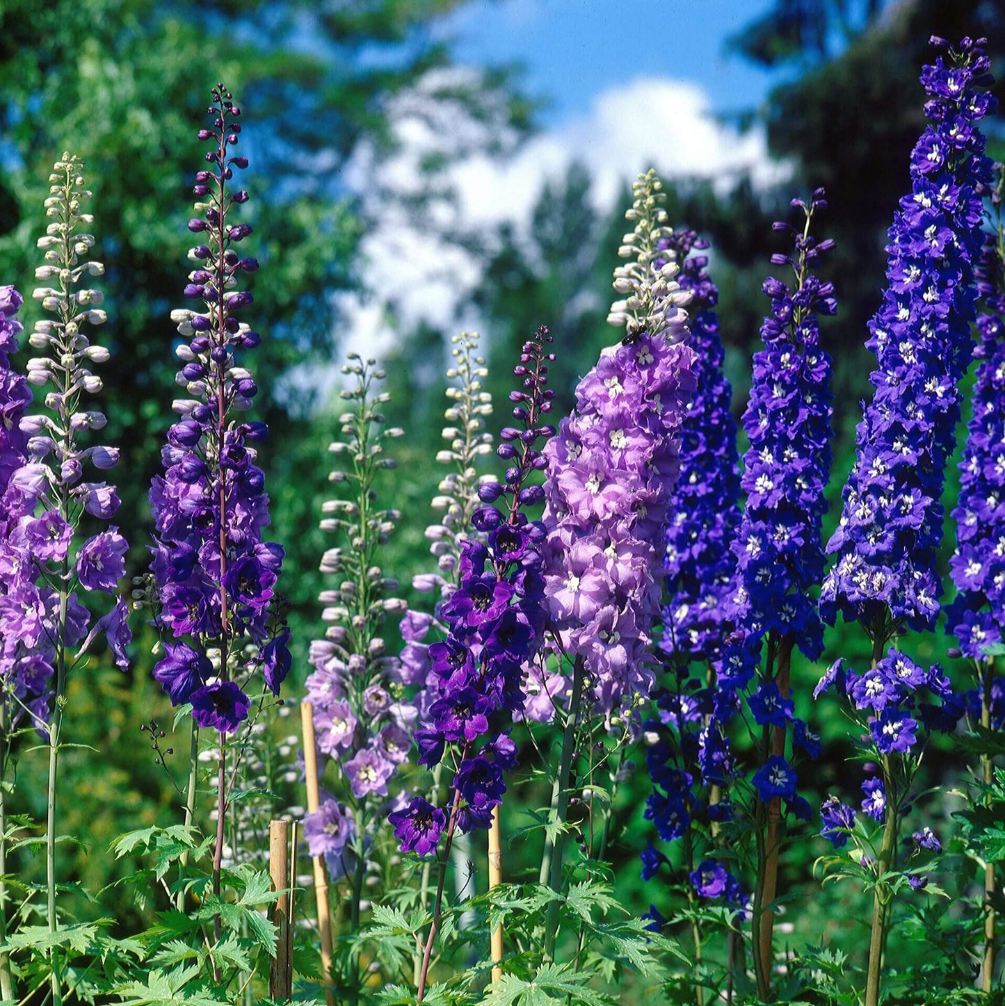 Delphinium Pacific Giants Mixed OSC Seed