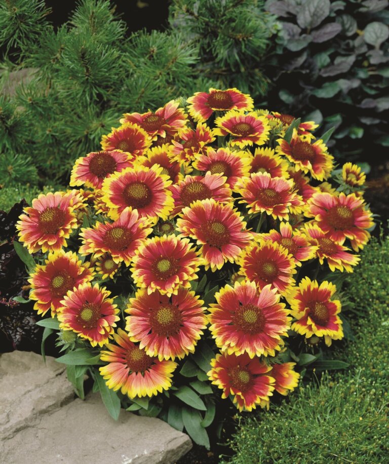 Gaillardia Grandiflora Blanket Flower OSC Seed