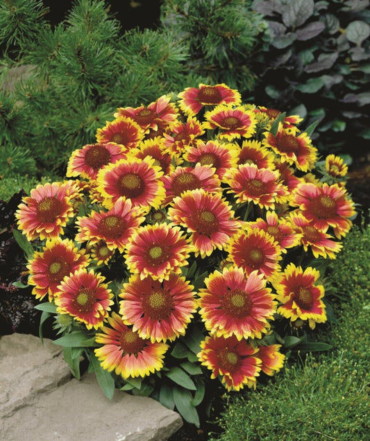 Gaillardia Grandiflora Blanket Flower OSC Seed
