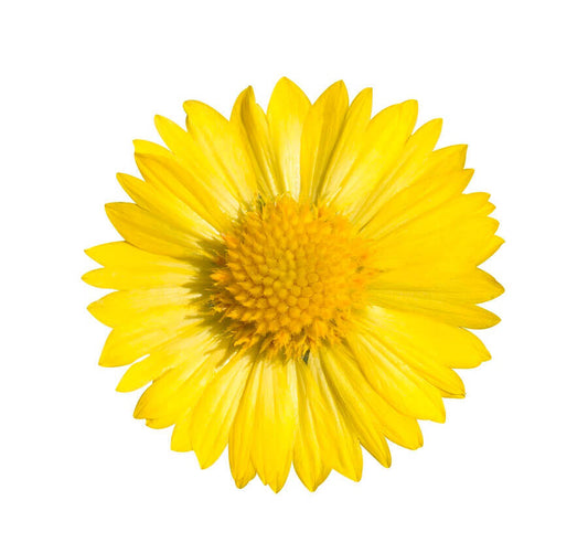 Gaillardia Mesa Yellow OSC Seed