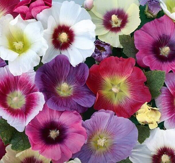 Hollyhock Halo Mixed OSC Seed