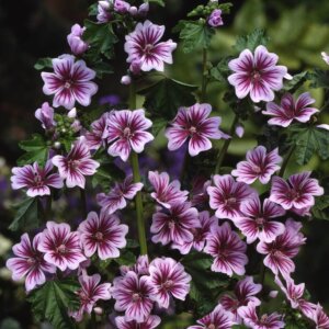 Malva Zebrina OSC Seed