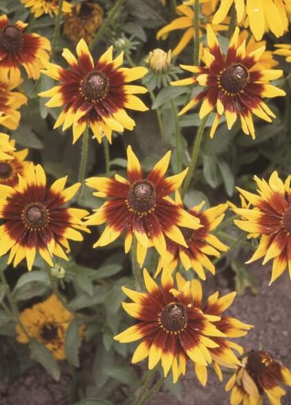 Rudbeckia Autumn Forest OSC Seed