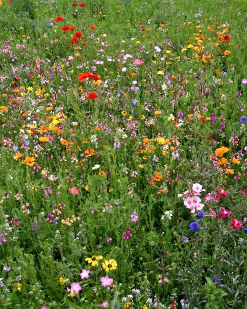 Bee Pollinator Mixture OSC Seed